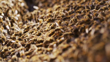 Close-Up-of-Bees-in-the-Hive