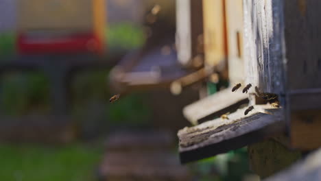 Flying-Bees-at-Hive-Entrance