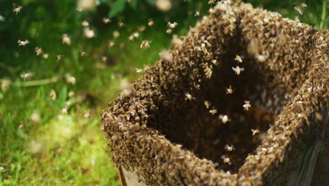 Blick-Auf-Die-Arbeitenden-Bienen-Im-Offenen-Bienenstock-In-Der-Natur