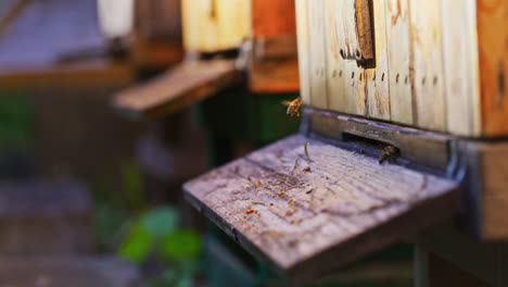 Eine-Gruppe-Von-Bienen-Fliegt-In-Der-Nähe-Des-Bienenstocks-Im-Bienenhaus