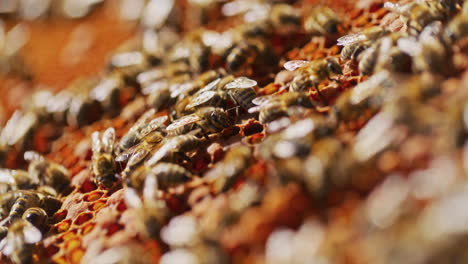Makroaufnahme-Von-Bienen,-Die-Honig-Produzieren