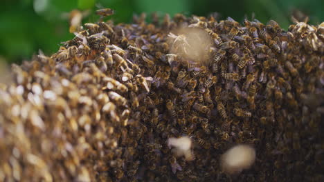Sehr-Nahe-Aufnahme-Von-Arbeitsbienen-Im-Bienenstock
