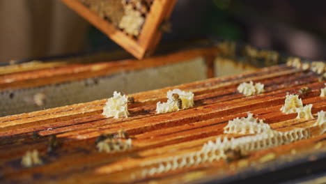 Beekeeper-Extracts-Ripe-Honeycomb
