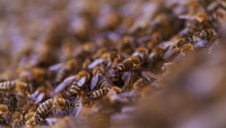 Bienen-Tragen-Pollen-Zum-Bienenstock