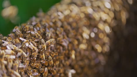 Sehr-Nahe-Aufnahme-Von-Arbeitsbienen-Im-Bienenstock