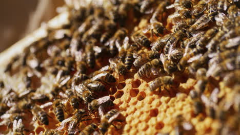 Bienen-Arbeiten-An-Waben