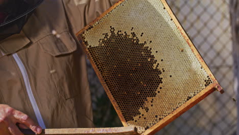 Beekeeper-Sweeps-Extracted-Honeycomb