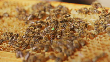 Blick-Auf-Markierte-Bienenkönigin-Auf-Bienenwabe