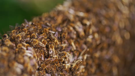 Makroaufnahme-Von-Bienen-Bei-Der-Arbeit-Im-Bienenstock