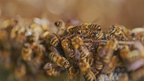 Close-Shot-of-Busy-Bees-Making-Honey
