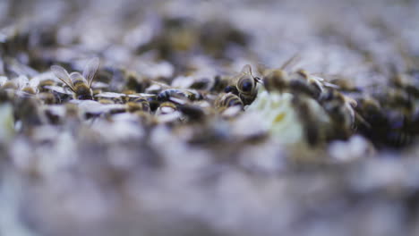 Nahaufnahme-Eines-Bienenschwarms-Im-Bienenstock