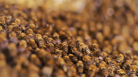 Macro-View-of-Bees-Working-in-Hive