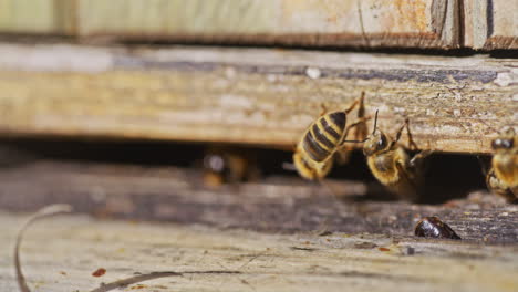 Nahaufnahme-Von-Bienen,-Die-In-Den-Bienenstock-Eindringen