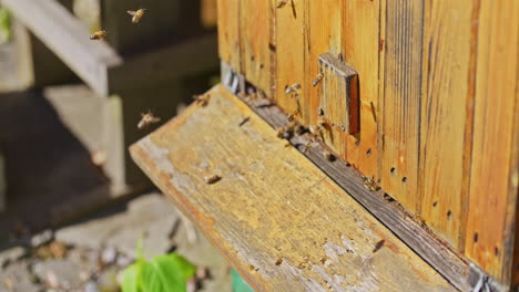 Bees-Dance-at-Hive-Entrance