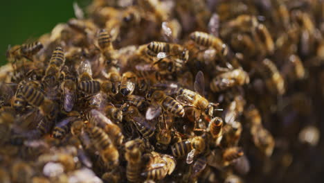 Bees-Work-and-Produce-Honey-in-Hive