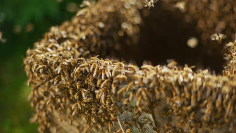 View-of-Working-Bees-in-Hive-Close-Shot