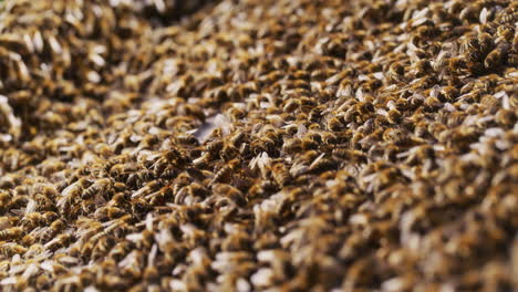 Bienen-Arbeiten-Im-Bienenstock
