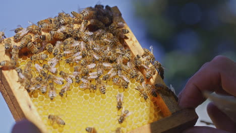 Beekeeper-Holds-Fresh-Honeycomb