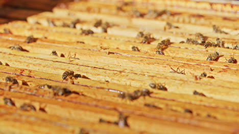 Arbeitsbienen-Auf-Bienenwaben