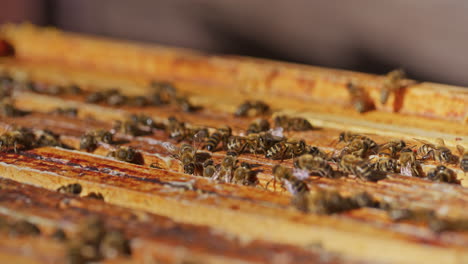 View-of-Concentrated-Bees-in-Hive