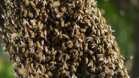 Nahaufnahme-Von-Bienen,-Die-In-Einem-Bienenstock-Arbeiten