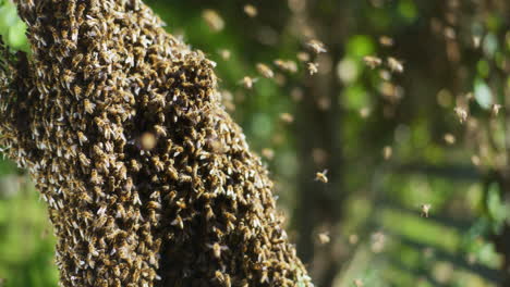 Bienenschwarm-Mit-Hunderten-Um-Ihn-Herumfliegen