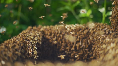 Bienen-Arbeiten-Und-Produzieren-Honig-Im-Bienenstock