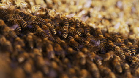 Close-Up-of-Bees-in-Apiary