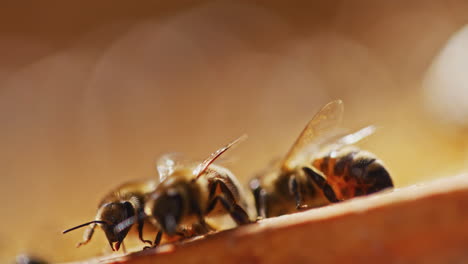 Very-Close-Up-of-Bees-in-Apiary