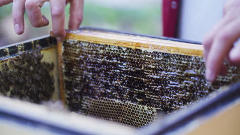 The-Beekeeper-Puts-Empty-Frames-into-Hive