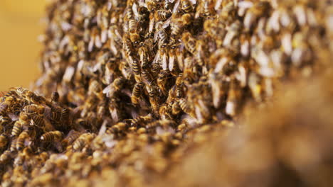 Nahaufnahme-Eines-Bienenschwarms-Bei-Der-Arbeit
