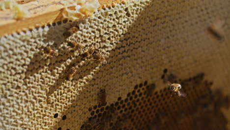 Working-Bees-in-the-Hive-on-the-Honeycomb