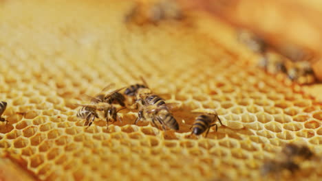 Working-Bees-on-Honeycomb-in-Apiary