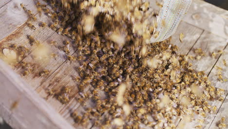 Beekeeper-Pours-Bee-Swarm-into-Hive