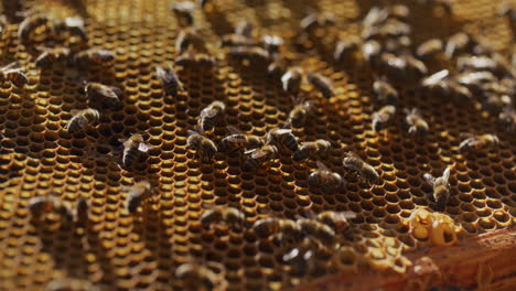 Schöne-Aussicht-Auf-Arbeitende-Bienen