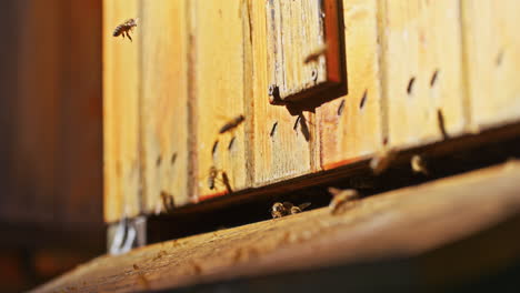 Blick-Auf-Krainer-Bienen,-Die-In-Den-Bienenstock-Fliegen