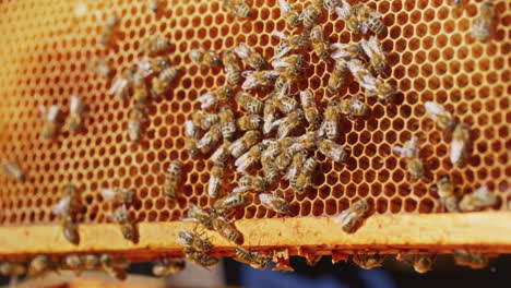 Bees-Working-on-Honeycomb-in-Apiary