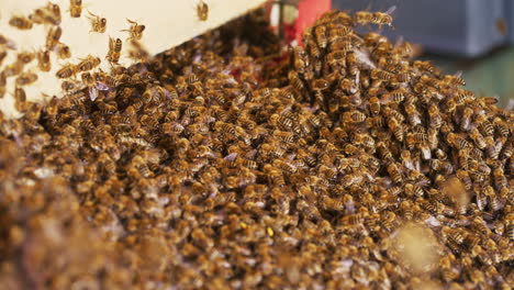 Bienenschwarm-Dringt-In-Den-Bienenstock-Ein