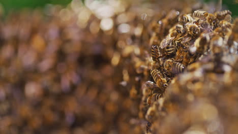 Nahaufnahme-Einer-Biene,-Die-In-Den-Bienenstock-Fliegt