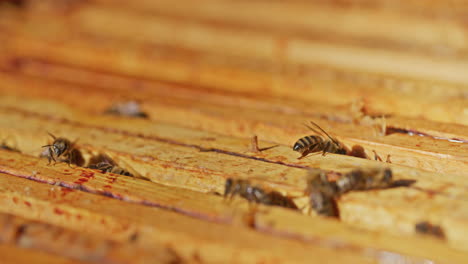 Close-Up-of-Bees-in-Hive