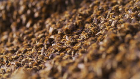 Bienen-Im-Bienenhaus-Arbeiten-Und-Produzieren-Honig