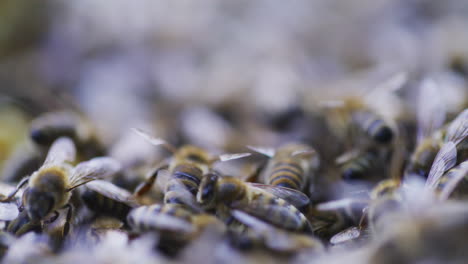 Close-Up-of-Bees-Busy-at-Work