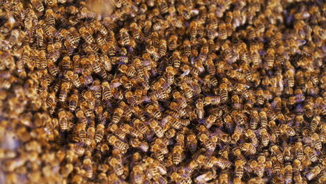 March-of-Bees-to-the-Hive-in-Apiary