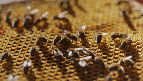 Bienen-Arbeiten-An-Waben