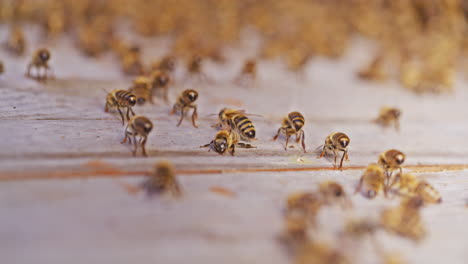 Close-Up-of-Swarm-Entering-Hive