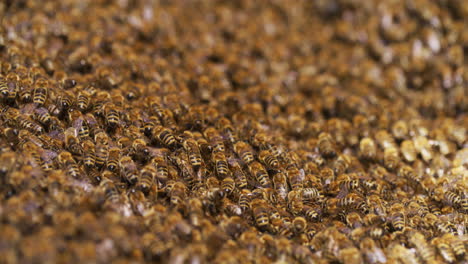 Swarm-of-Bees-Enters-Hive-Behind-Queen