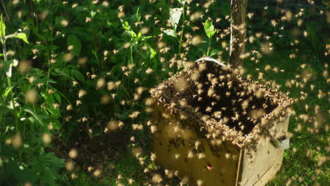 Tausende-Nützlicher-Bienen-Fliegen-Um-Den-Bienenstock-Herum