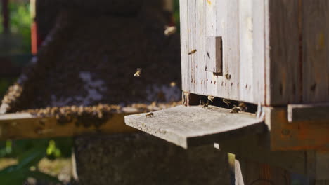 Fliegende-Bienen-Am-Eingang-Des-Bienenstocks