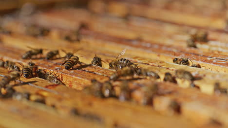 Bienen-Arbeiten-An-Rahmen-Im-Bienenstock