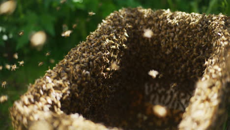 Nahaufnahme-Von-Tausenden-Von-Arbeitsbienen-Im-Offenen-Bienenstock